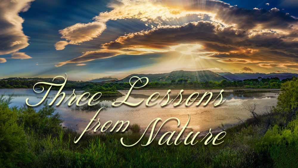 Three Lessons From Nature