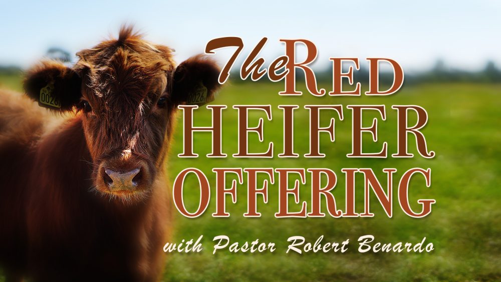 The Red Heifer Offering Image